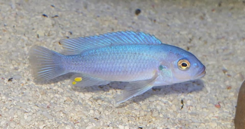 Maylandia callainos 'Mkondiwa Reef'